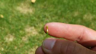 Turf diseases  dollar spot