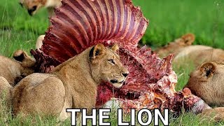 THE LION KILLED LIFESTYLE FAMILY FACTS ABILITY FOOD