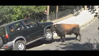 Bull destroy 4x4 car