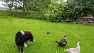 Hedgehog on his tour of garden.