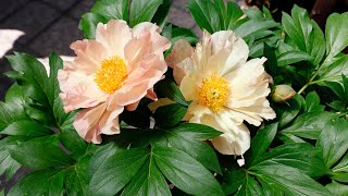 How to Grow Itoh Peonies in Southern California with Suzanne