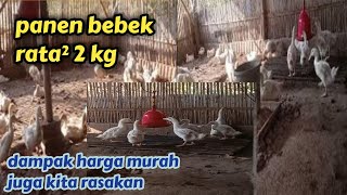 ini contohnya panen bebek bw 2 kg saat harga murah