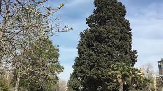 Ветер в Баку, Прогулка по Парку Сахиль, начало апреля/ Windy day, Baku, Sahil Park, Early April