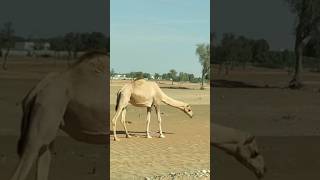 Camel Desert Walk #shortvideo #shorts