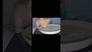 My Kitten having His First Semi solid Meal #shorts #youtubeshorts #cat #kitten #trending