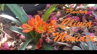 Getting to Know Clivia Miniata Pt.2 - Propagation and Planting