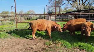 Grass Genetic Bulls • All Grass No Grain