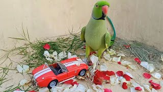 Talking Parrot Love to Play with Cars