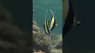 Beautiful Moorish Idol  #ocean #moorish #idol #fishing #ningaloo #coralreef   #beachlife #freediving