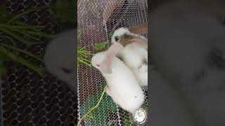 Rabbit story