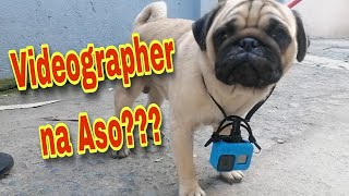 Strapped A GoPro To A Dog PUG! | Mr Beast Inspired  #timmydootv