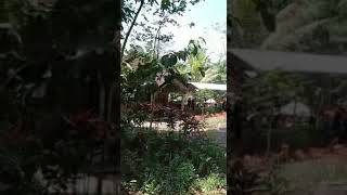 Kebun bunga amarilis di patuk Gunungkidul Yogyakarta