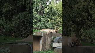 🦁💤 "Lady Lion's Relaxation Session at the Zoo: A Must- Watch