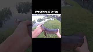 Mancing ikan gabus babon super