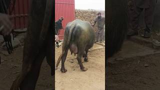 Lovingly watering the buffalo in the cold