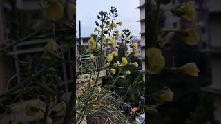 Broccoli seeds