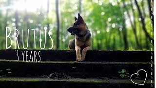 3 years Brutus | Dalej | German Shepherd Dog