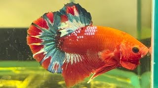 Betta HMPK Hellboy Cod. 908 - LAMANGROVIA.COM