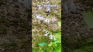 Graceful Hummingbird Enjoys Hosta Nectar #birds #nature #flowers