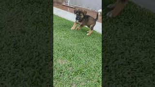 filhote de pastor alemão com 45 dias! #shorts #short #pastoralemao #cachorro #agro #rural #dog