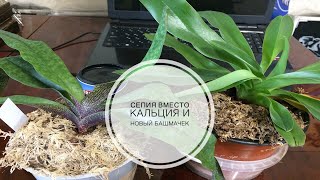 Сепия вместо кальция и новый башмачек (Paph. Liemianum × Delenatii)