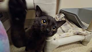 Shelter Kitten Eerie Cranks Up the Spice! [REAL]