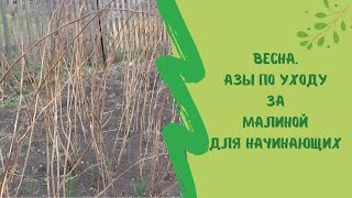 ✍🌿Весна. Азы  по уходу за малиной, для начинающих садоводов