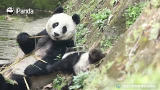 Pandas playing hide-and-seek