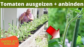 Tomatenpflanzen gesund halten anbinden und ausgeizen