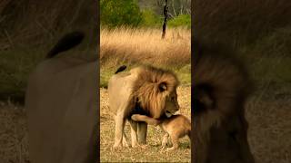 Lion 🦁 Cub schooled by Dad                          Please Subscribe the channel for more videos