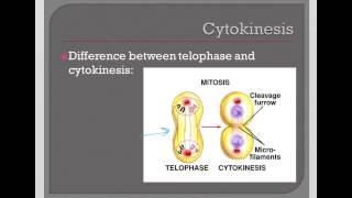 Cytokinesis