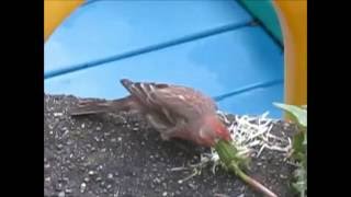 The Happy Finch in Kitsilano