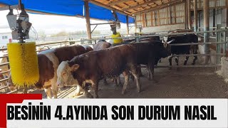 BESİ ÇİFTLİĞİMİZDE SON DURUM | SULAMA TABANCALARINI DENEDİM KARBİR G-30 maxi