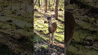 🦌Feeding the friendly deer in the backyard #deer #shorts