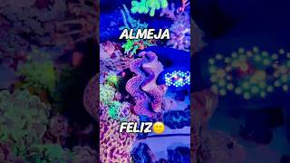 Almejita recuperada 🙌🏼 #almejas #clam #pecera #acuario