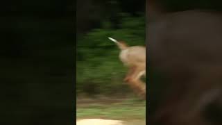 Cody’s Big Kentucky Buck! #smalltownhunting