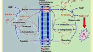 NADH Transport into the Mitochondrial Matrix