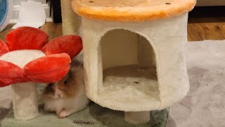 Violet The Lionhead Bunny Gets A New Cat House!