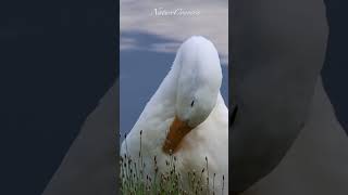 American Pekin cleaning it plumage  #shorts #nature