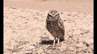 Burrowing Owl