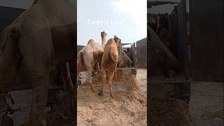 تحميل الإبل #ytshorts #camelloading #shorts