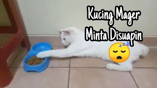 Kucing Mager Minta Disuapin