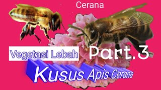 15 Tanaman vegetasi lebah madu apis #cerana