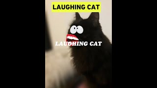 Funny cat video #shorts #funnycats #cutepets