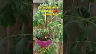 I Harvest cucumber pepino houseplant still producing tomatoes on top #shorts