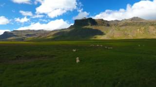 Icelandic Sheep Stampede by Drone