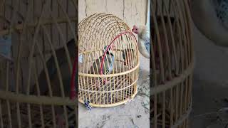 Mountain chakor Short clip #birds #chakor #hunting #shikari #chakorkiawaz #nature #birdhunting #dasi