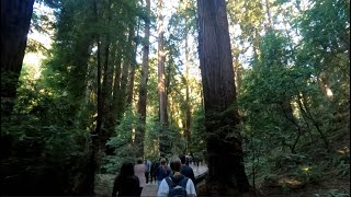 San Francisco 2023 | Muir Woods | Alcatraz