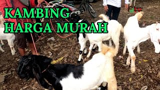 MAS DEKI BAWA KAMBING ISTIMIWIRR MURAH