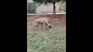 Striped Hyena Wondering!